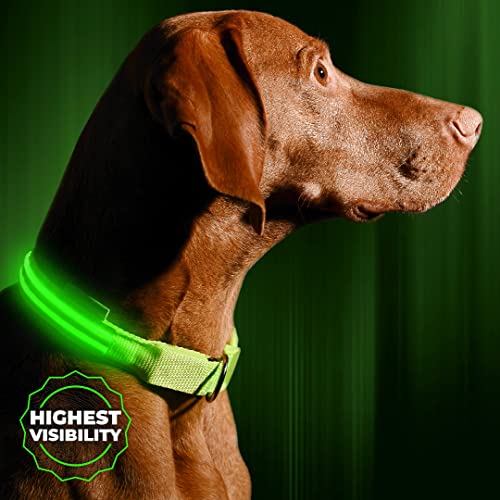 Illumiseen LED dog collar